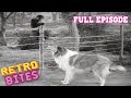 Lassie The Watch Dog Full Episodes