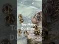 Duck Mom Tries To Organize 14 Wild Ducklings Duck Ducklings Birds Viralshort Viralshorts