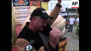 Giant pumpkin weigh-in before Halloween