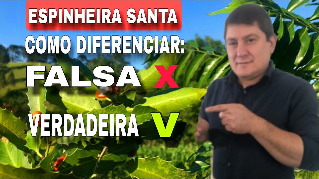 Espinheira santa falsa