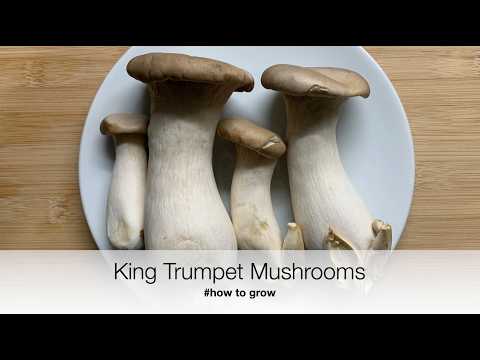 King Trumpet  #howtogrow #how to grow mushrooms King Trumpet store bought - Beginner friendly!