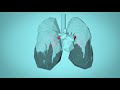 WHO Breathe Life How Air Pollution Impacts Your Body