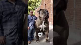 technology #pitbull #americanbully #shorts #viral #funny