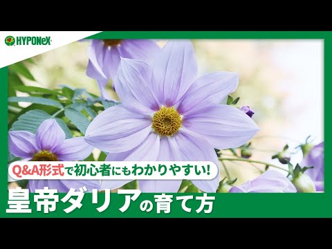 ダリアの施肥:こうやって行われます 植物