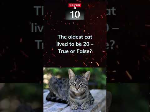 The oldest cat lived to be 20 – True or False?#shorts