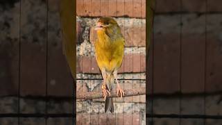Download lagu bird song canary | 6 #canary #birdsong #canarysound mp3