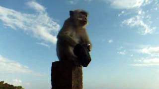 preview picture of video 'アキーさん盗難被害！バリ・ウルワトゥ寺院猿！Monkeys of Uluwatu,Bali,Indonesia'