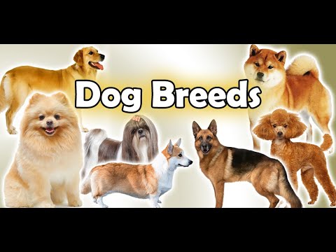 Dog Breeds | The Doggy Dossier video thumbnail