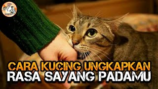 Download lagu Tanda Tanda Kucing Menyukai Kita | Kucing KesayanganKu mp3