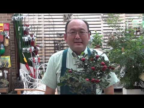 草が茂ったサンザシ 植物