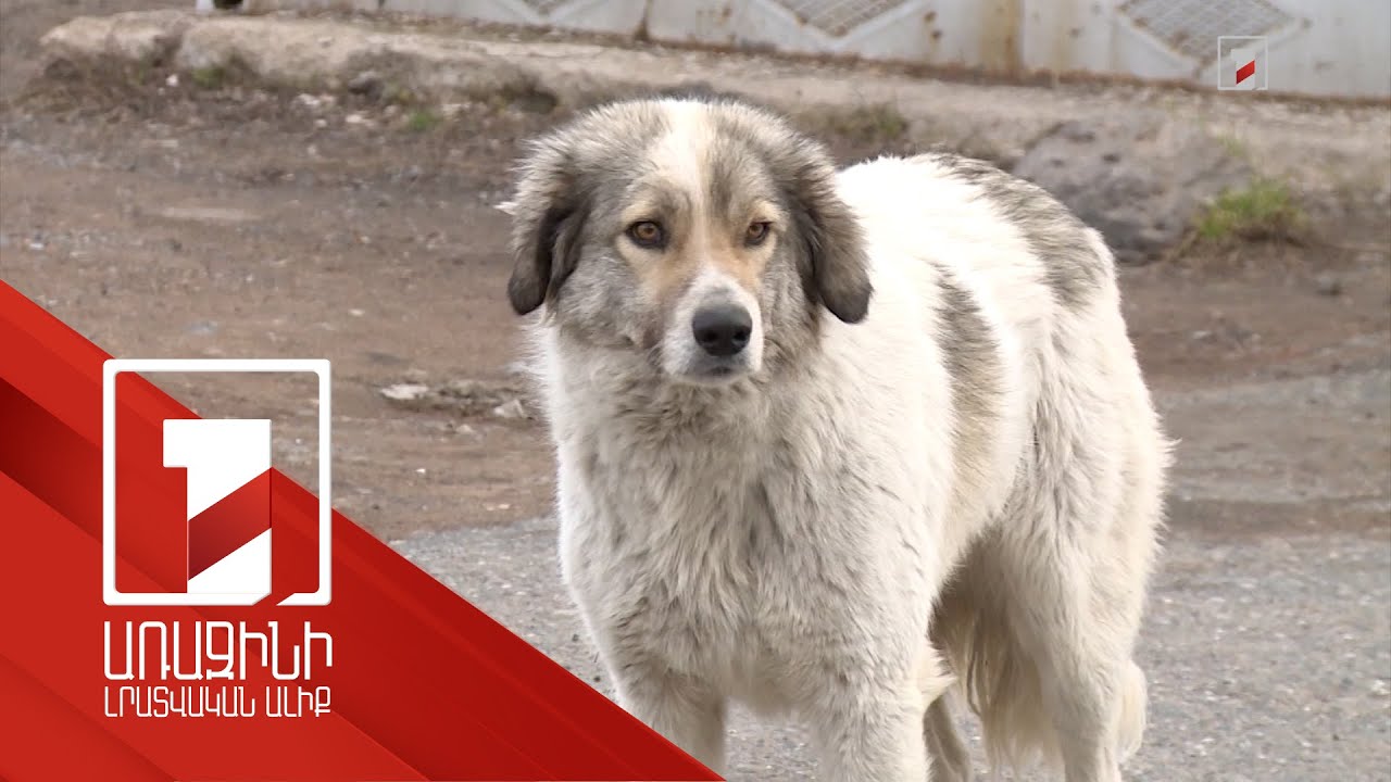 Օրինակա՞ն է շների քնեցումը. քաղաքապետարանի և խնամակալների կարծիքներն իրարամերժ են