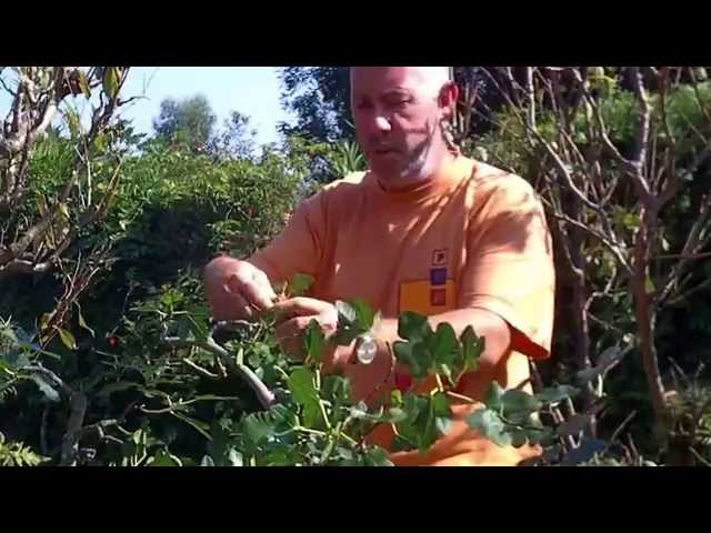 Vídeo relacionado con Sunny Tree Ficus Carica (Higuera) - Higuera en forma de arbusto, maceta de 18 litros, vigorosa y saludable, ideal para jardín o balcón