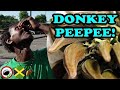 EYE-DROPS that grow on a TREE! (African fountain tree) - Amazing Plants in Jamaica
