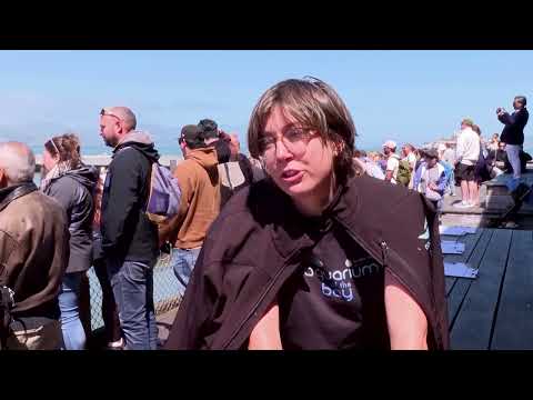 Video Thumbnail: Crowds gather in San Francisco to see Steller sea lion 'Chonkers'