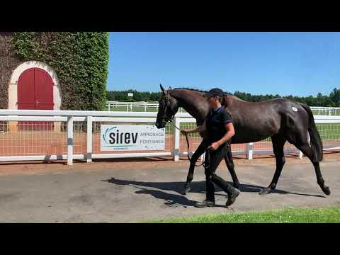 Breeze-Up Osarus 2020 - LOT 57