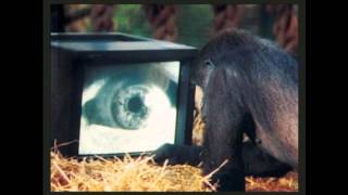 Roger Waters - Watching Tv