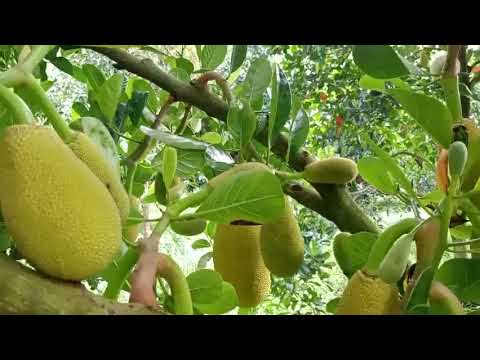 Mít Ruột Đỏ Indonésia Giai Đoạn Tuyển Trái e Dưỡng Trái Non