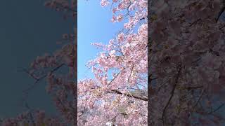 レミオロメンさんの『3月9日』をアカペラで歌ってみました！