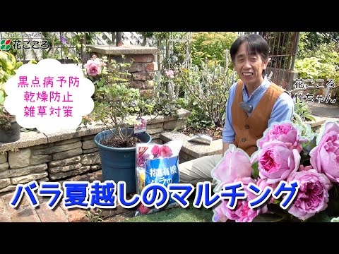 マルチフローラ ローズ ブッシュ、Rosa multiflora