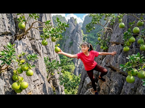 TIMELAPSE -- Harvest 200Kg Giant Green Skinned Grapefruit, Use Truck Transport Grapefruit Go To Sell