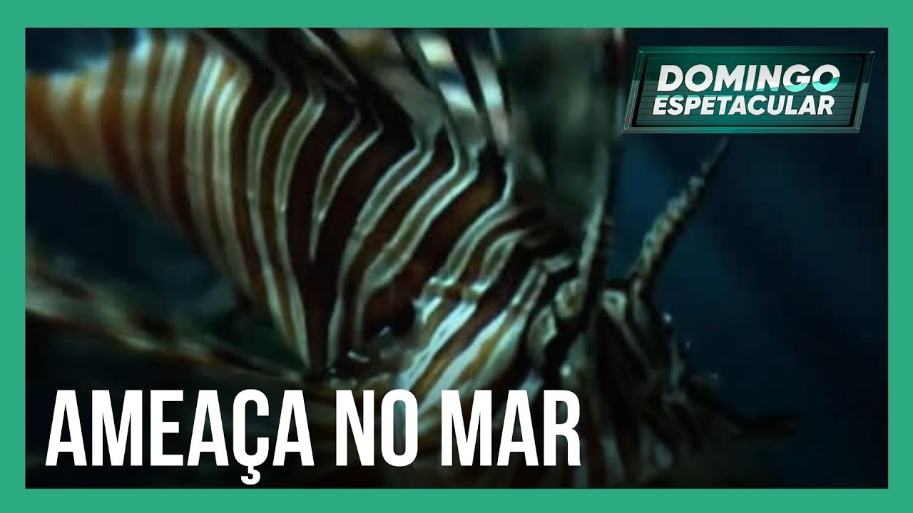 Considerado o terror dos oceanos, peixe-leão aparece em pontos da costa brasileira