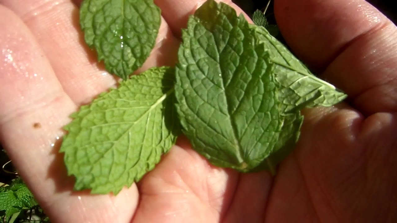 Como acabar com baratas EnsinaComo