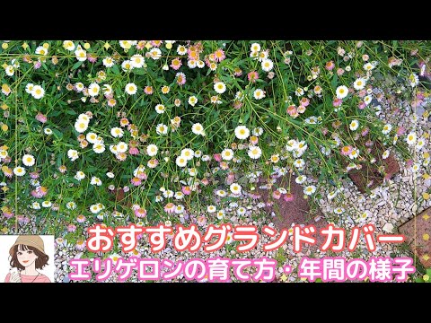 ヒメバネ、エリゲロン