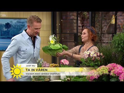 Så lyckas du med vårlökar inomhus - Nyhetsmorgon (TV4)