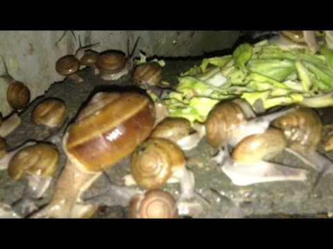 โรงพยาบาลในประเทศออสเตรเลียในการรักษาโรคสะเก็ดเงิน โรคสะเก็ดเงินแชมพู seborrhoeic