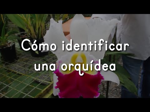 , title : 'Cómo identificar una Orquídea - Alma del Bosque'