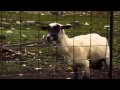 Laulava lammas 