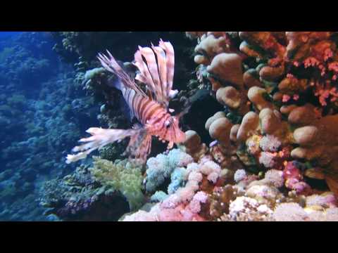 Brothers Daedalus Elphinstone aboard the Seven7Seas