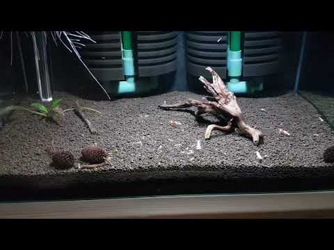 crs 레드비 폭번 소일 추천 및 방법 2