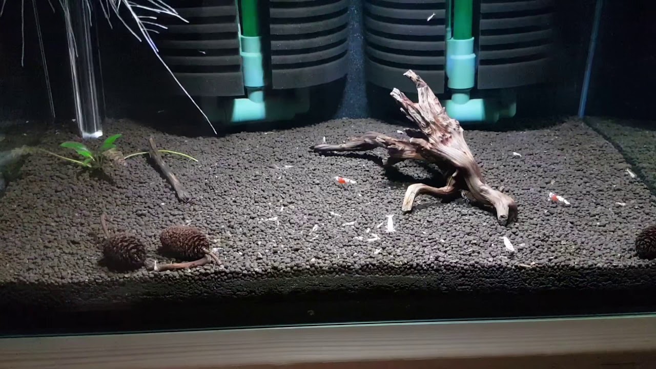 crs 레드비 폭번 소일 추천 및 방법 2