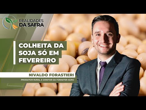 Com ciclo alongado, soja de Itambé/PR deverá começar a ser colhida apenas em 10 de fevereiro