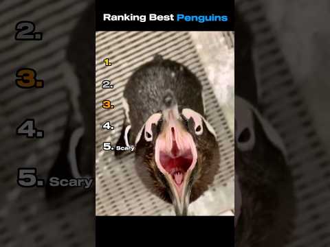 Ranking Best Penguins #funnyanimals #ranking #penguin