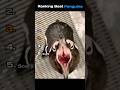 Ranking Best Penguins Funnyanimals Ranking Penguin