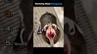 Download lagu Ranking Best Penguins #funnyanimals #ranking #penguin mp3