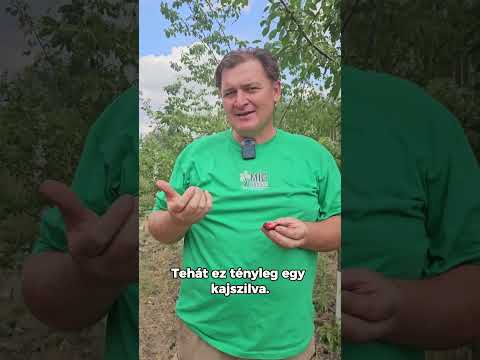 Kajszi? Szilva? Vagy valami egészen különleges? videó