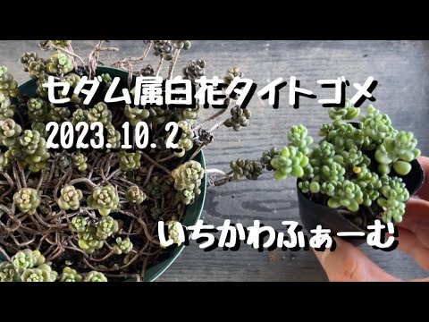 トールセダム 植物