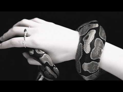 Stefan B. - Pacate (Official Video)