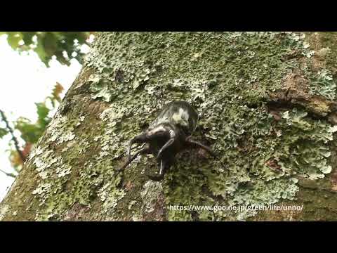 スマトラアトラスVSクワガタの闘い