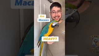 Are Macaw Parrots HEAVY? #parrot #animals #funfacts #education