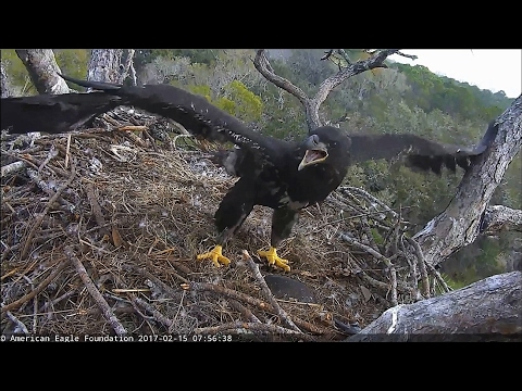 2017/02/15 7h56m Wing exercises in the strong wind. Hope is calling for joy
