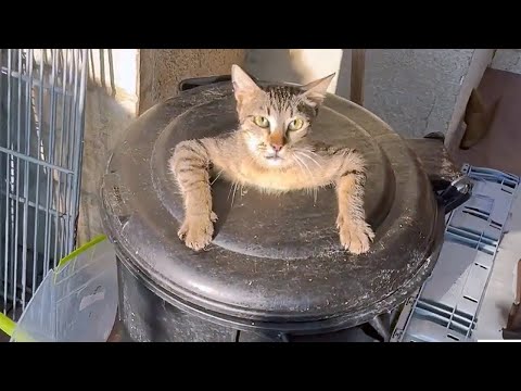 You Laugh You Lose Dogs And Cats 🐶 Best Funny Video Compilation 😂😻