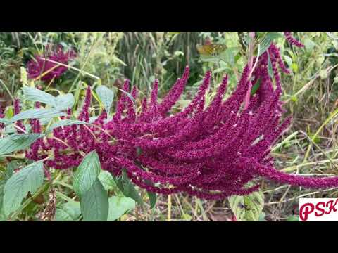Ghuguti Ghuraona Laigi - Garhwali Video Song Meena Rana