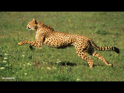 A drive of cubs, chases, and horns- SafariLIVE Sunset - 10 January 2026