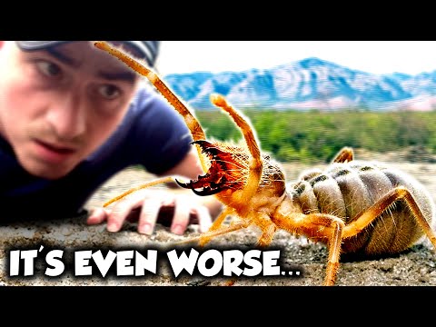 Das furchterregendste Spinnentier der Welt ist KEINE Spinne