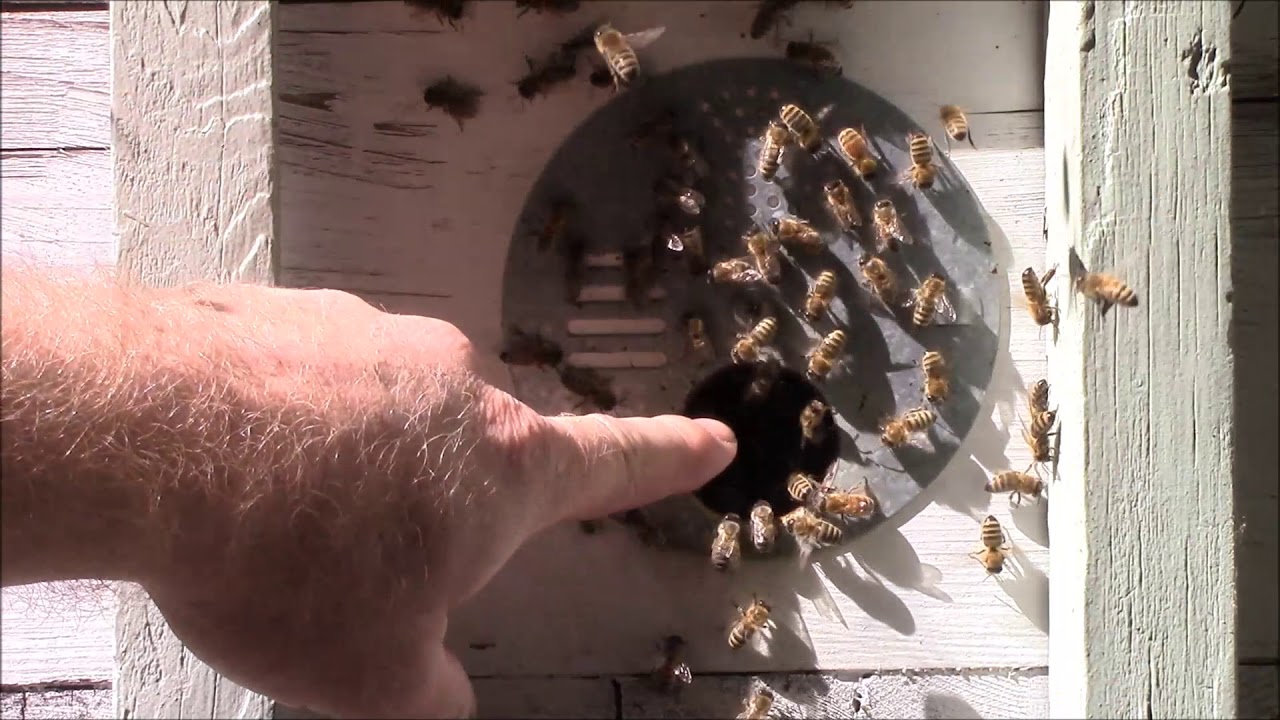 How to Inspect a Hive without Opening it