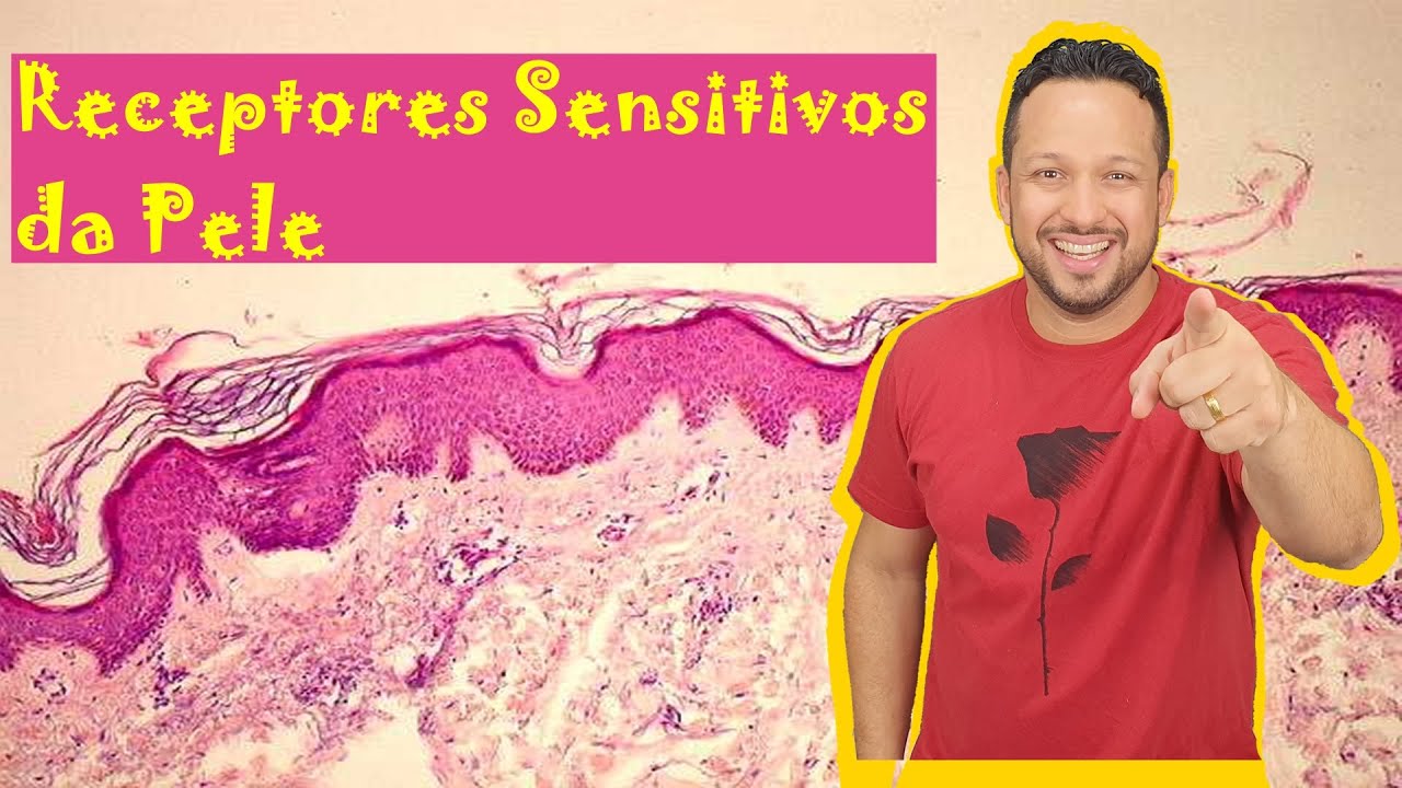 Receptores Sensitivos da Pele - Tecido Epitelial - Histologia Animal